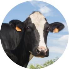 Dairy-Cattle