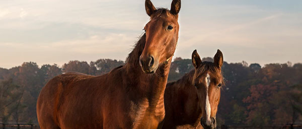 Equine