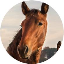 Horses