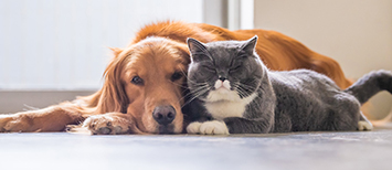 Petcare