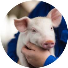 Pigs
