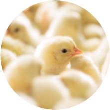 Poultry