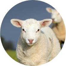 Sheep